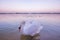 White swans at sunset in winter.Romantic landscape with group of swans in background.The swans are some of the largest flying