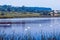 White swans swim in a big natural lake of  countryside area, little village on a bank enjoys late, quiet summer dusk, still water