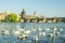 White swans swim near the river bank in prague
