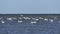 White swans swimming in the Baltic Sea