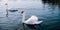 White swans swimming on calm water of lake