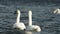 White swans swimming in a lake