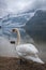 White swans swimming in lake in foggy weather in Hallstatt with snow mountain and clouds in the background