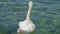 White Swans swimming on Lake Geneva