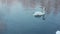 White swans swimming on lake. Mist on winter cold river. Swan couple