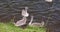 white swans swimming in the lake in summer