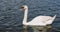 white swans swimming in the lake in summer