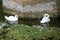 White swans swimming in a moat