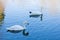 White swans swimming on a quiet blue lake water