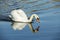 White swans swimming in the river.