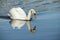 White swans swimming in the river.