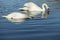 White swans swimming in the river.