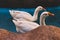 White Swans swimming in tandem in a blue pond curve sandstone edge love
