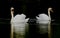 White swans symmetrically reflected in dark water