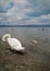 White swans and their cubs resting peacefully on the beach among people on Lake Bracciano in Italy