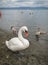 White swans and their cubs resting peacefully on the beach among people on Lake Bracciano in Italy