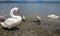 White swans and their cubs resting peacefully on the beach among people on Lake Bracciano in Italy