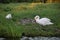 White swans with there chicks on the grass of a edge of a ditch in Zevenhuizen, the Netherlands.