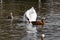 White swans together with various ducks and drakes swim freely and calmly in a freshwater quiet pond