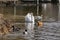 White swans together with various ducks and drakes swim freely and calmly in a freshwater quiet pond