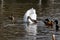 White swans together with various ducks and drakes swim freely and calmly in a freshwater quiet pond