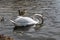 White swans together with various ducks and drakes swim freely and calmly in a freshwater quiet pond near