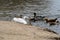 White swans together with various ducks and drakes swim freely and calmly in a freshwater quiet pond near