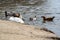 White swans together with various ducks and drakes swim freely and calmly in a freshwater quiet pond near