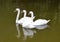 White Swans Trio On Lake