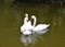 White Swans Trio On Lake