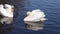 White swans on the water together as a concept of fidelity and love. A white swan with fluffy wings swims up to another swan and