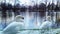 White swans winter in Poland