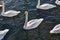 White swans in winter on unfrozen lake