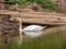 White swansand wood duck.jpg