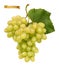 White sweet table grapes. Fresh fruit, 3d realistic vector