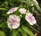 White sweet william