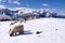 White Swiss mountain sheep, Zermatt, Switzerland