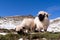 White Swiss mountain sheep, Zermatt, Switzerland