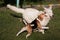 White Swiss sheep-dog_21