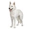 White Swiss Shepherd Dog (10 months)