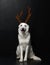 White Swiss Shepherd dog on the floor in deer horns on black background