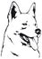 White Swiss Shepherd Dog head vector