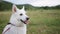 White swiss shepherd dog looking around outdoor. Close up dog portrait.