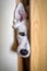 White swiss shepherd dog looking through a barn door