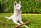 White Swiss Shepherd Dog outdoor with a stick in the field