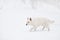 White swiss shepherd dog outside in winter snow.