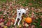 White Swiss Shepherd dog with a pumpkin