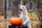 White Swiss Shepherd dog with a pumpkin in autumn forest