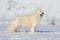 White Swiss Shepherd dog running on snow