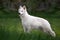 White Swiss Shepherd dog standing in front exterior in the tall grass on the neutral blurred background